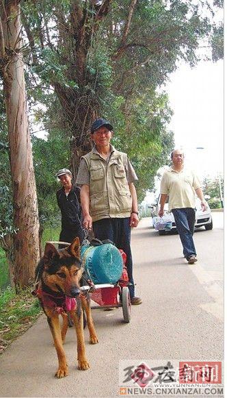 老汉带狼狗每周上山拉水 市民心疼狗狗太累