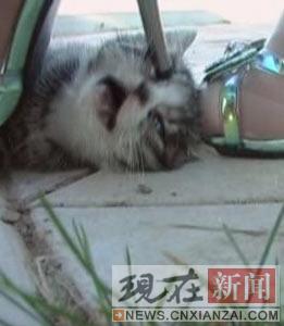 北京一小区内幼猫惨被斩首