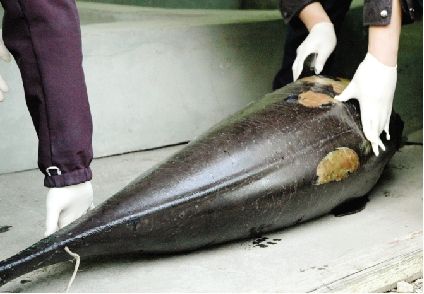 赣江发现死亡江豚
